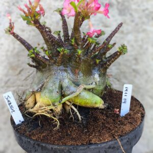 1411 14 Arabicum Jurassic- adulta