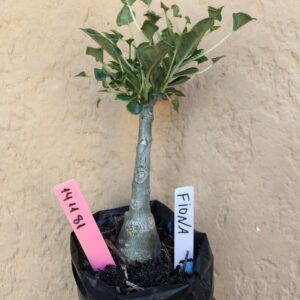 1411 81 Rosa do Deserto Fiona ( RIFA )