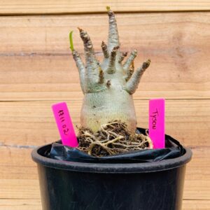 1711 02 Arabicum Tyson - F2 12 meses