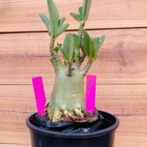 1711 03 Arabicum Dynamo - F2 12 meses