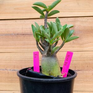 1711 04 Arabicum Nix - F2 12 meses