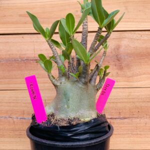 1711 06 Arabicum Ironhide Big Caudex - F2 18 meses