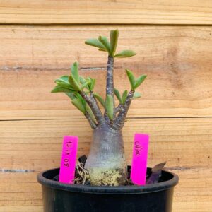 1711 08 Arabicum Nix - F2 12 meses