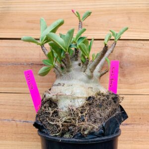 1711 09 Arabicum King Kong Big Caudex - F2 18 meses