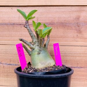 1711 13 Arabicum Dynamo  - F2 12 meses