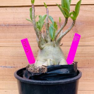 1711 17 Arabicum RBL Big Caudex - F2 18 meses