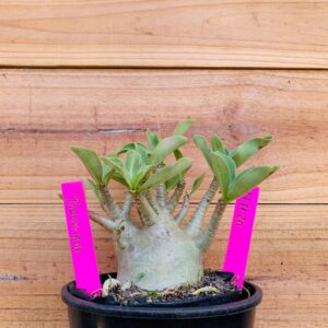 1711 20 Arabicum Dinossaur - F2 12 meses