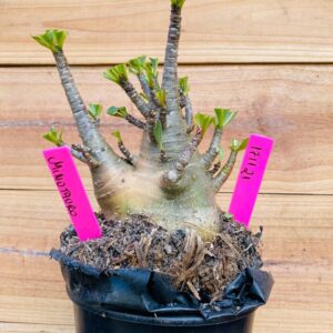 1711 21 Arabicum Minotauro - F2 18 meses