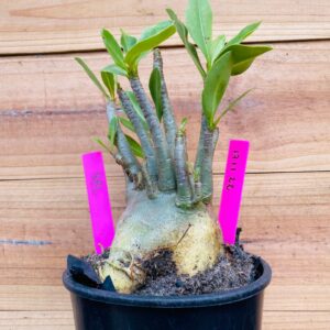 1711 22 Arabicum RBL - F2 18 meses