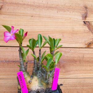 1711 24 Arabicum Wrangler - F2 18 meses