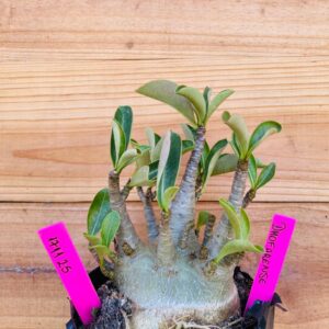 1711 25 Arabicum Dhofarense - F2 18 meses