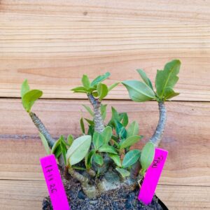 1711 26 Arabicum PBN  - F2 18 meses