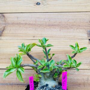 1711 27 Arabicum PBN Soco - F2 18 meses