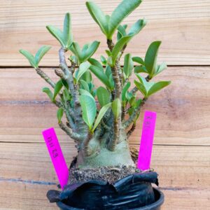 1711 29 Arabicum RBL - F2 18 meses