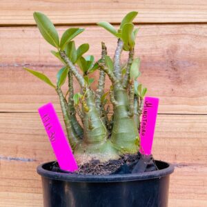 1711 30 Arabicum Minotauro - F2 18 meses