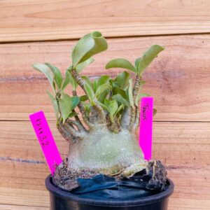 1711 32 Arabicum Tanos - F2 18 meses