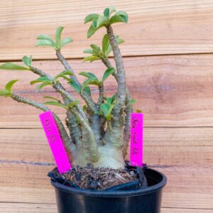 1711 33 Arabicum Nom Sod DD - F2 18 meses