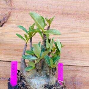 1711 34 Arabicum Mammoth - F2 18 meses