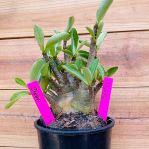 1711 35 Arabicum Dwarf - F2 18 meses