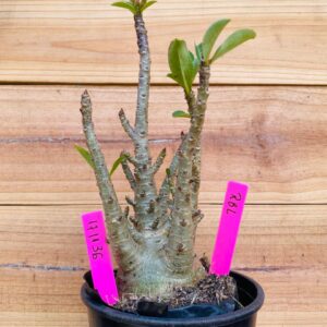 1711 36 Arabicum RBL - F2 18 meses