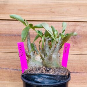 1711 37 Arabicum Tanos - F2 18 meses