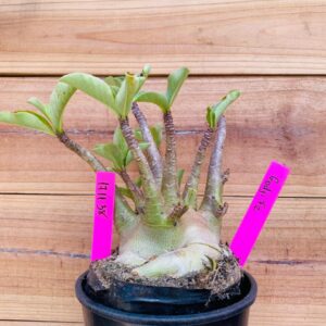 1711 38 Arabicum Godji  - F2 18 meses