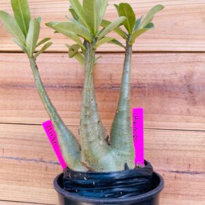 1711 40 Arabicum Minotauro - F2 18 meses