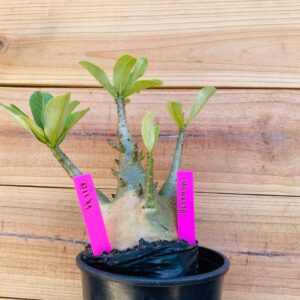 1711 41 Arabicum Mammoth - F2 18 meses