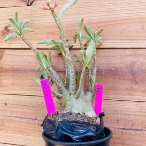 1711 42 Arabicum RBL - F2 18 meses