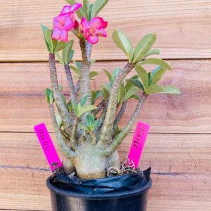 1711 43 Arabicum Turtle - F2 18 meses