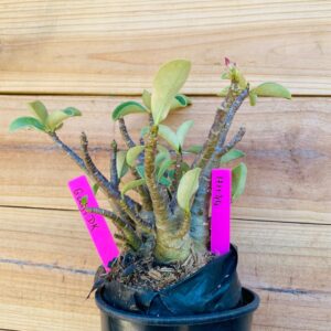 1711 44 Arabicum Godji Dk  - F2 18 meses