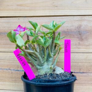 1711 45 Arabicum Tanos - F2 18 meses