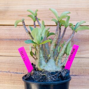 1711 46 Arabicum Wrangler - F2 18 meses