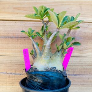 1711 47 Arabicum PMK - F2 18 meses