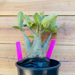 1711 48 Arabicum Megalodonte - F2 18 meses