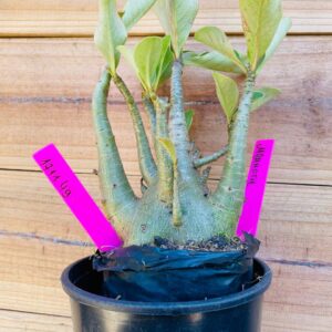 1711 49 Arabicum Mammoth - F2 18 meses