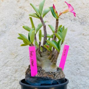 1711 51 Arabicum Godji Champ - F2 18 meses