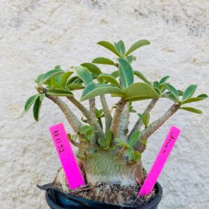 1711 52 Arabicum Aeung - F2 18 meses