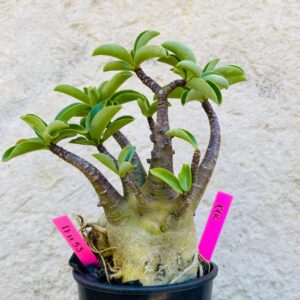 1711 53 Arabicum KDK - F2 18 meses