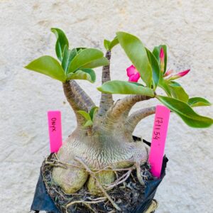 1711 54 Arabicum Onyx - F2 18 meses