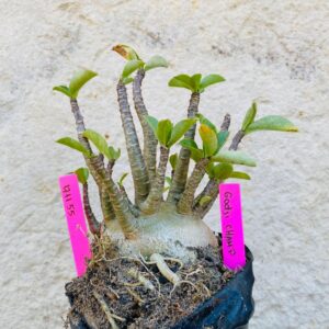 1711 55 Arabicum Godji Champ - F2 18 meses