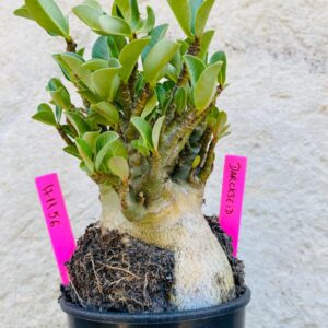 1711 56 Arabicum Darkseid - F2 18 meses