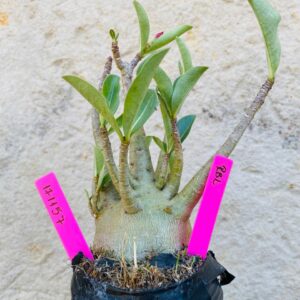 1711 57 Arabicum RBL - F2 18 meses