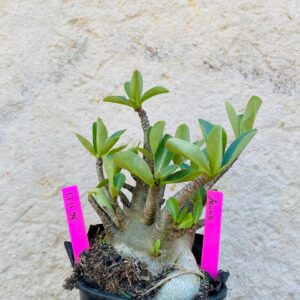 1711 58 Arabicum Aeung - F2 18 meses