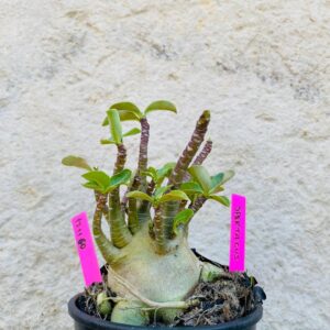 1711 60 Arabicum Spartacus - F2 18 meses