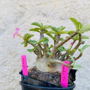 1711 61 Arabicum Godji - F2 18 meses