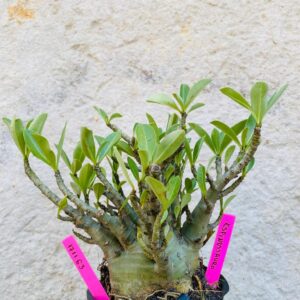 1711 63 Arabicum Espinossauro - F2 18 meses