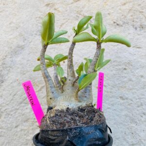 1711 64 Arabicum Megatron - F2 18 meses