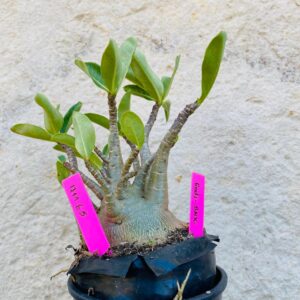 1711 65 Arabicum Godji Bnk - F2 18 meses