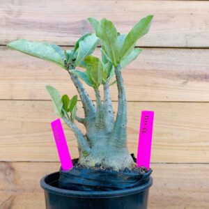 1711 66 Arabicum Tyson - F2 18 meses